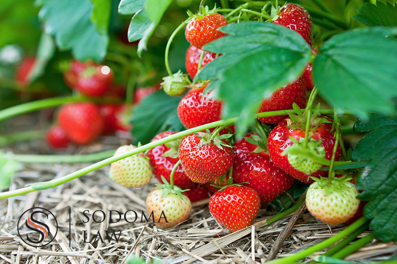 Image of strawberries ready for picking - Strawberry Picking and Family Law - Knowing How to Choose Your Battles 